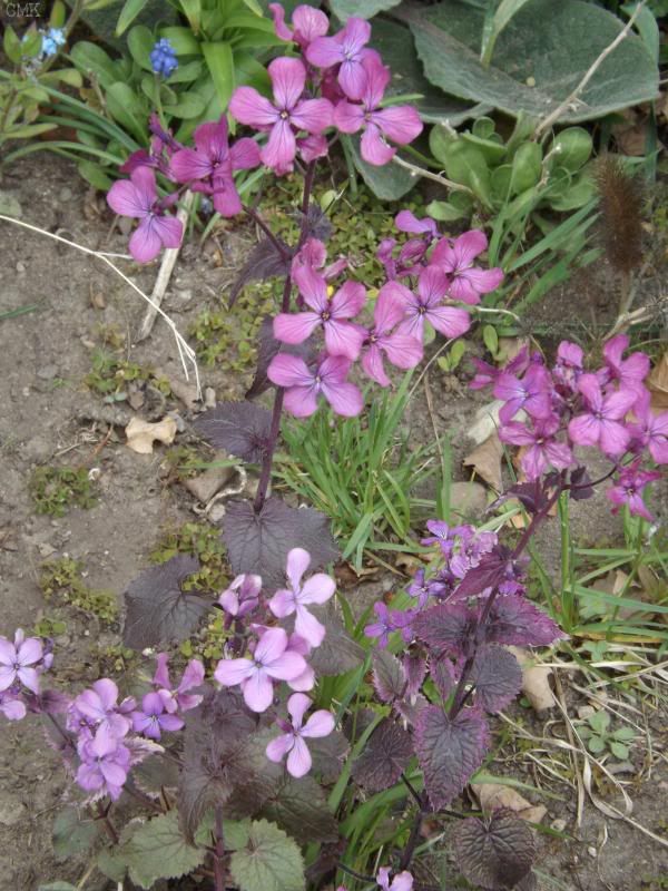 Lunaira annua 'Rosemary Verey' photo lunrv_zpsbab5d170.jpg