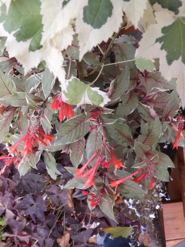  photo september13003_zpsf478561c.jpg