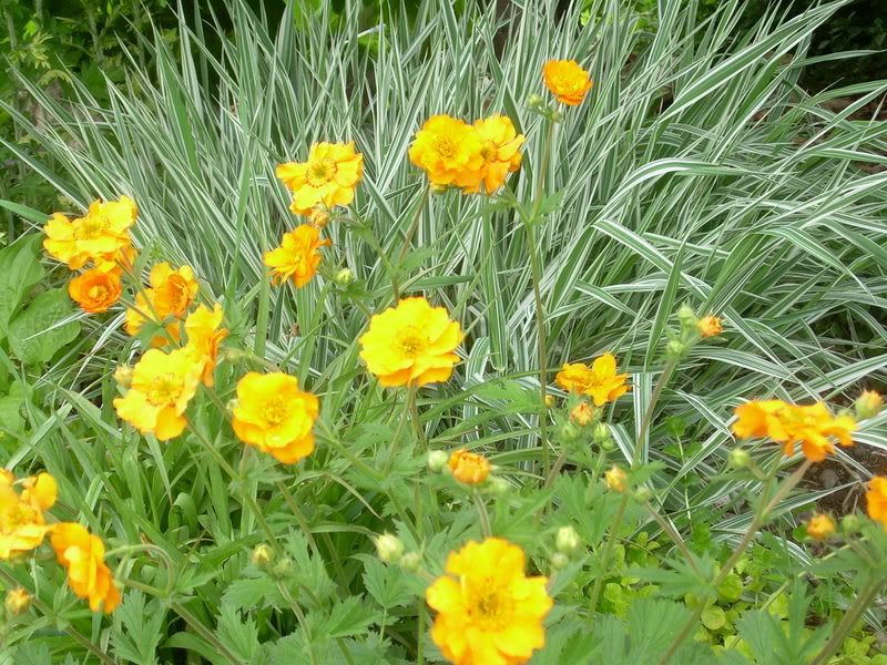 Geum 'Fireball' &amp; ribbongrass photo 111GeumFireballribbongrass.jpg