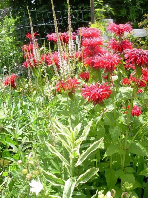 Monarda 'Gardenview Scarlet' and Veronicastrum ?