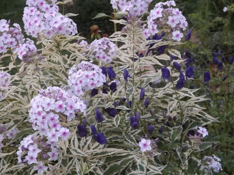 Phlox 'Nora Leigh' & Aconitum 'Spark's Variety' photo phlox-acon_zps45a123c7.jpg