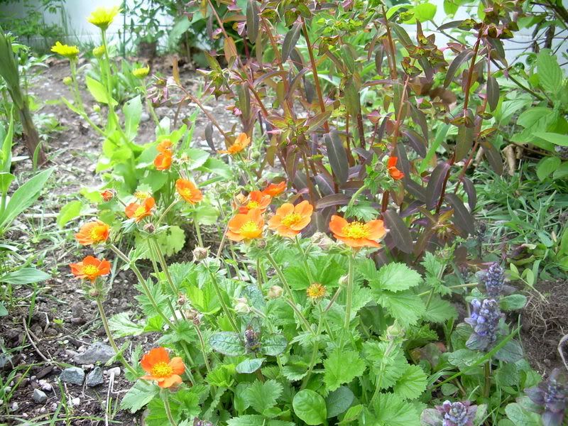 Geum 'Cooky' and 'Chameleon' Euphorbia photo 49springplants.jpg