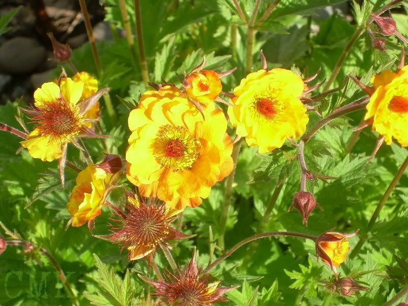 Geum coccineum 'Mango Lassi' photo 57GeumMangoLassi.jpg