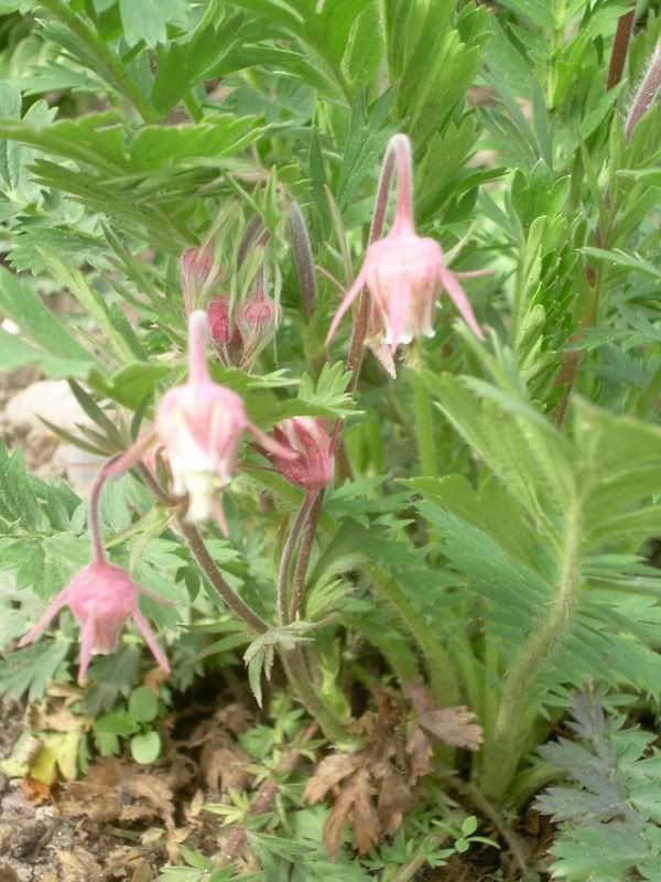 Geum triflorum 'Prairie Smoke' flowers photo DSCN1597_0199_199.jpg