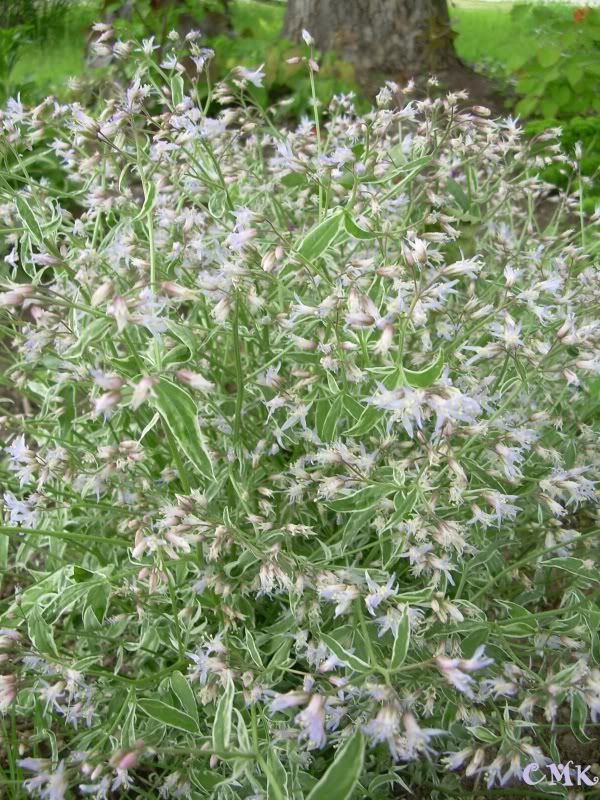 Polemoneum reptans 'Touch of Class'- close up photo DSCN4926.jpg