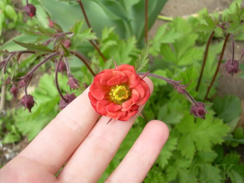 Geum rivale 'Flames of Passion'- flower