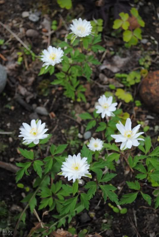 Anemone nemerosa 'Bracteata Pleniflora'- Wood Anemone photo anemnemBP.jpg