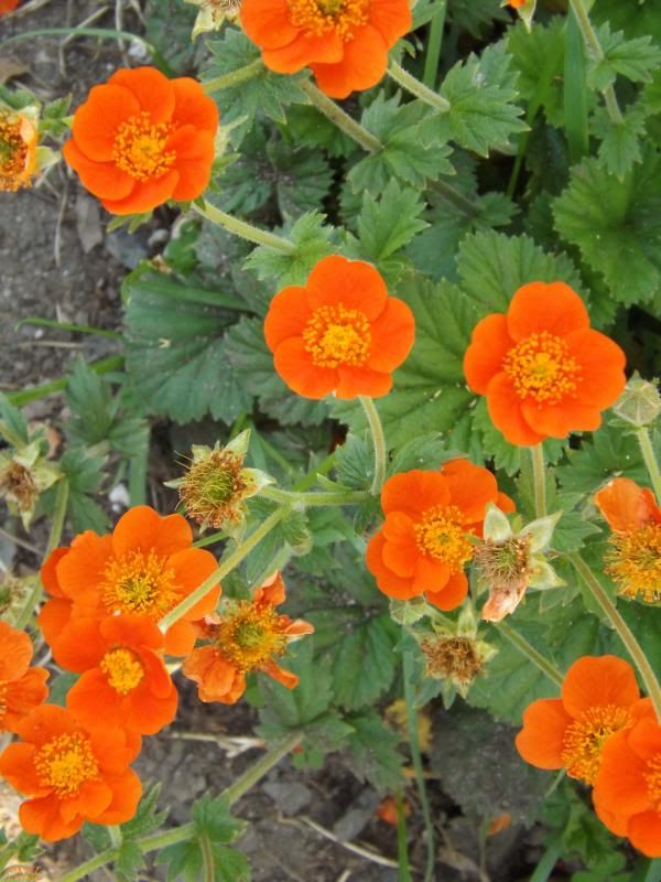 Geum coccineum 'Cooky' photo cooky_zps44e650eb.jpg