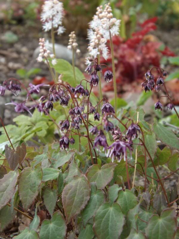 Epimedium grandiflorum 'Lilafee'- fairy wings photo epilil-1_zps4c64af68.jpg