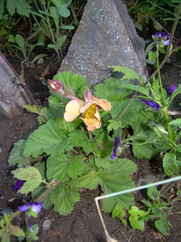 Geum rivale  'Coppertone' photo geumcoccineumCoppertone.jpg