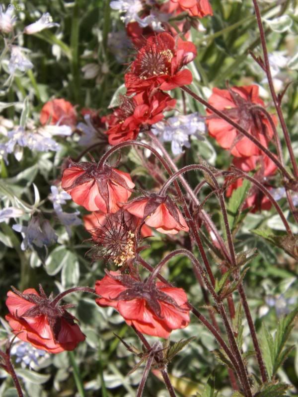 Geum  'Flames of Passion' photo geumfop_zpsd20cfc04.jpg