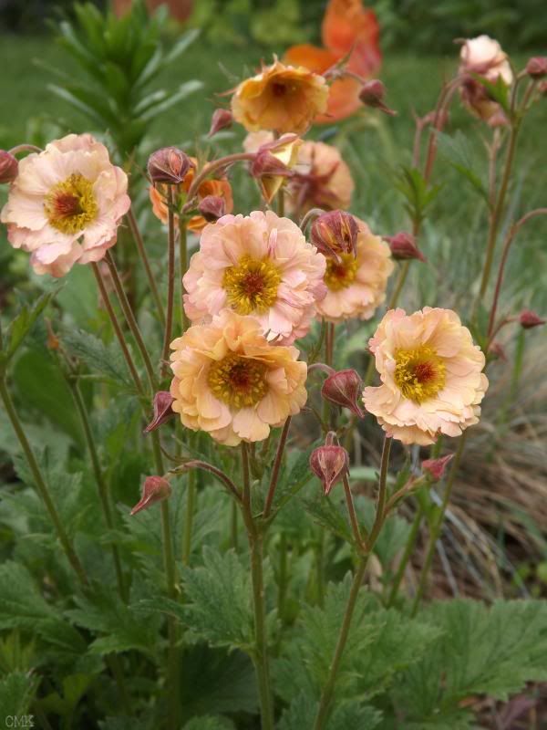 Geum 'Mai Tai' photo geummaitai_zps58698401.jpg