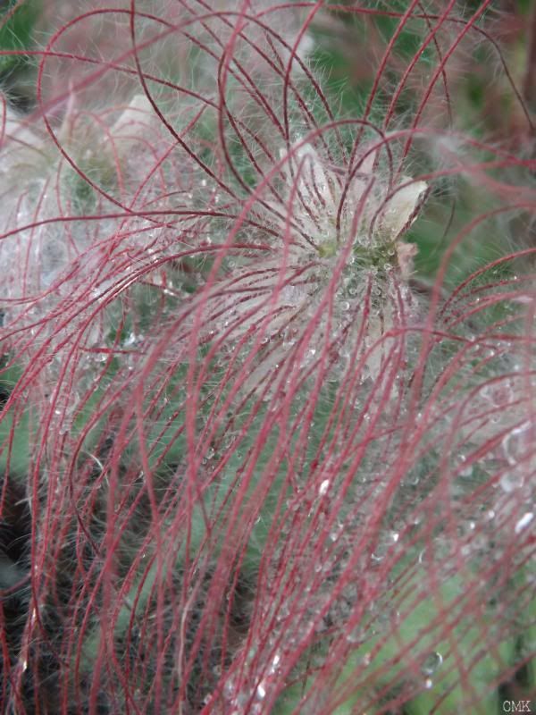 Geum triflorum photo geumt_zps57b3f836-1.jpg