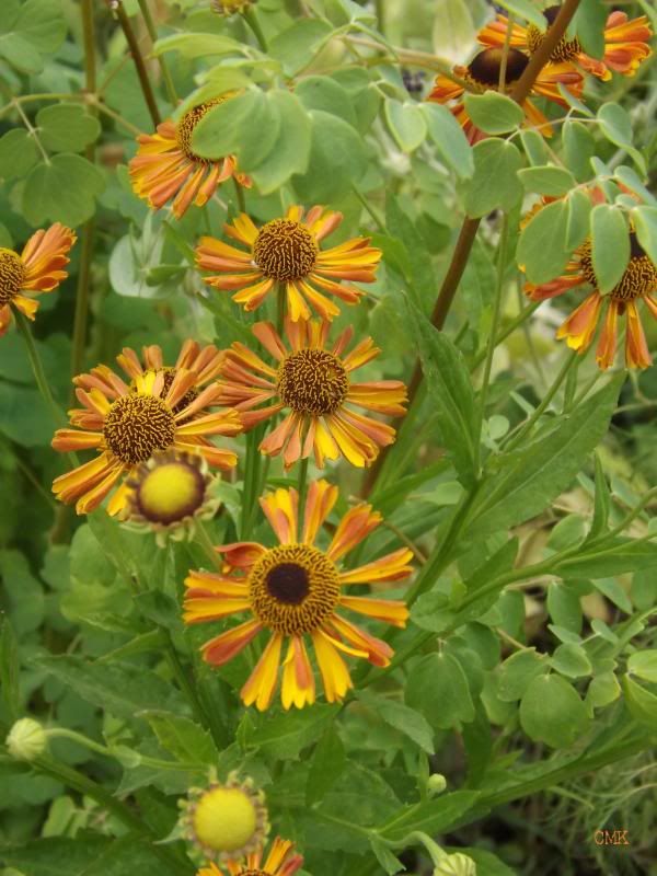 Helenium 'Tie Dye'- Helen's Flower photo helentd_zpsff7bec97.jpg