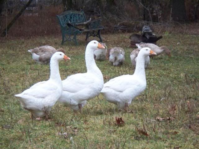 http://i125.photobucket.com/albums/p43/robusjosh/geese/103_1101.jpg
