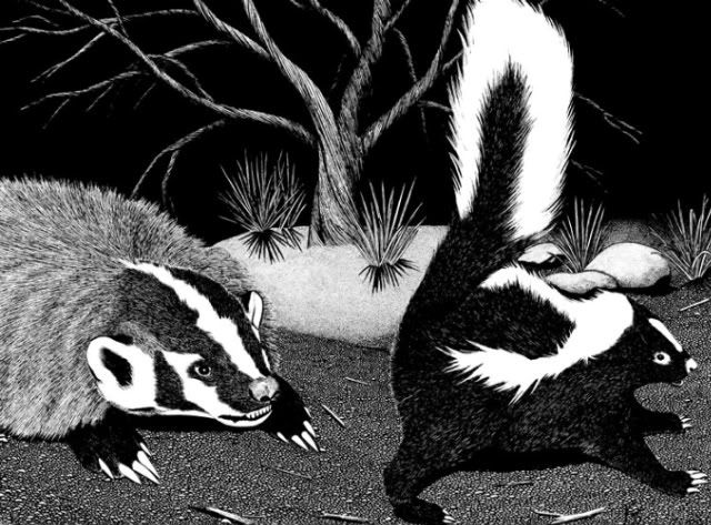 anyody-know-what-to-use-to-chase-off-a-skunk