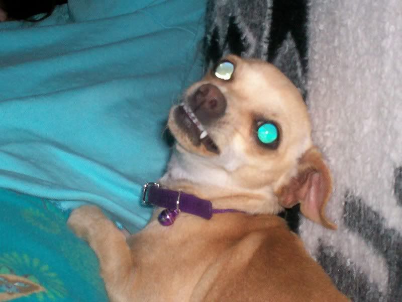 My Evil dog