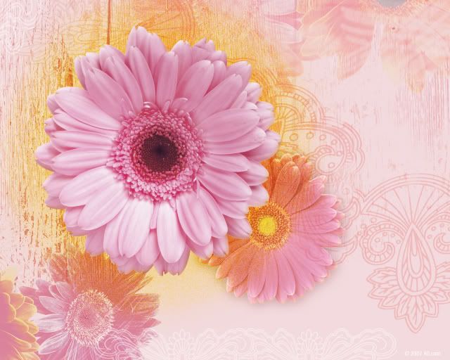 Pink+daisy+flower+wallpaper