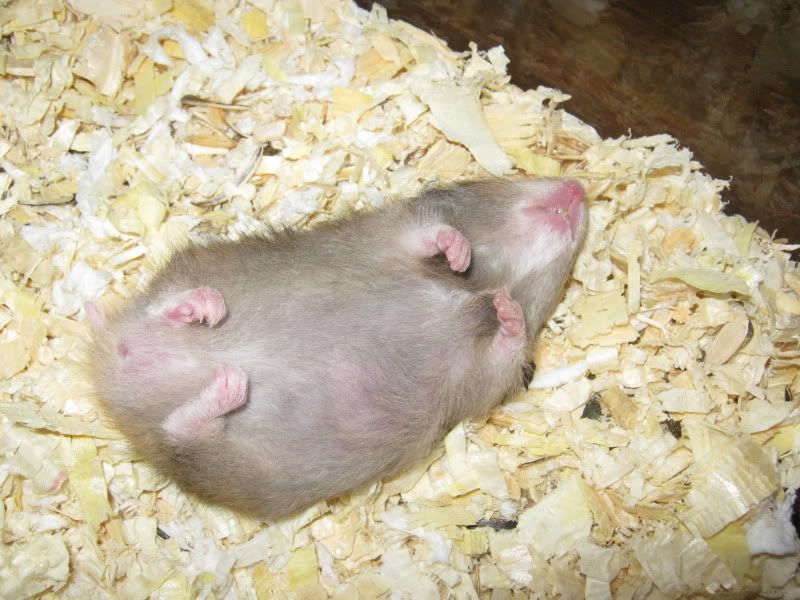 [Image: hamstersleeping.jpg]