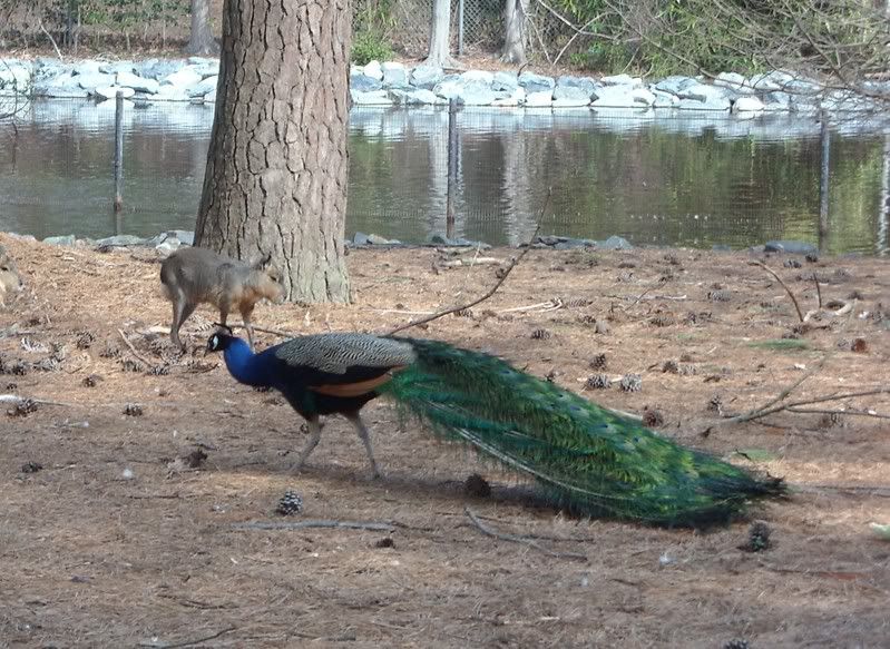 PeacockandFriend.jpg