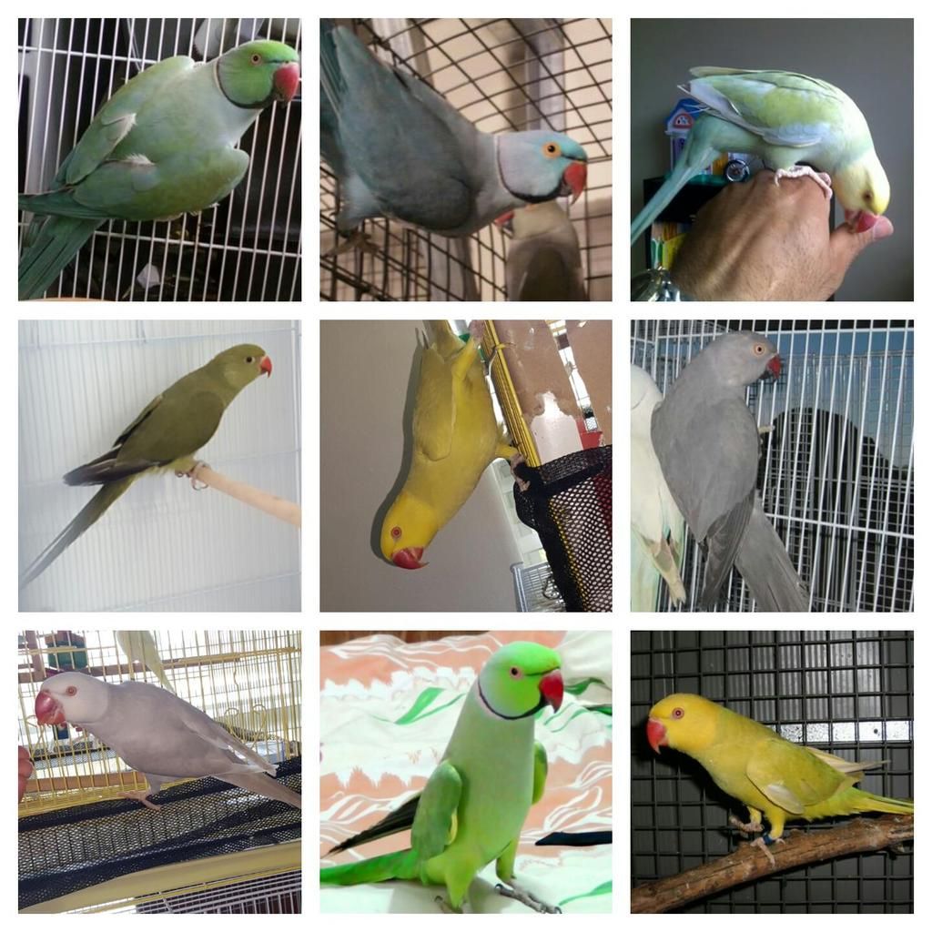 I Have A Question Avian Avenue Parrot Forum