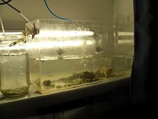 breeding mysis shrimp