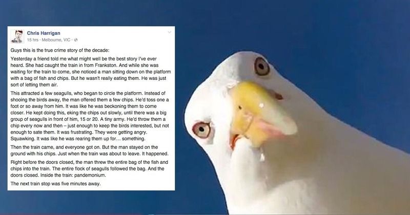 gull.jpg