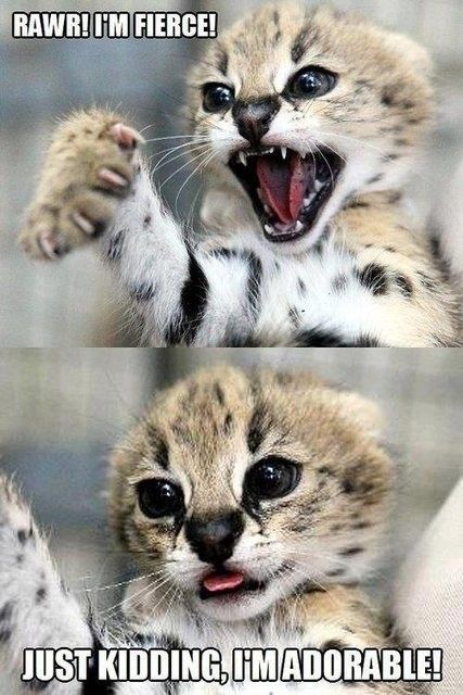 baby_snow_leopard_rawr-lt-17316.jpg