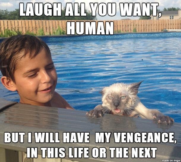 lolcat_iwillhavemyvengeance.png