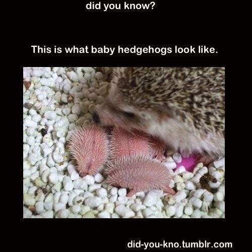 didyouknowthisiswhatbabyhedgehogslooklik