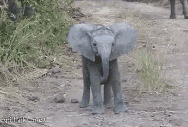babyelephant.gif