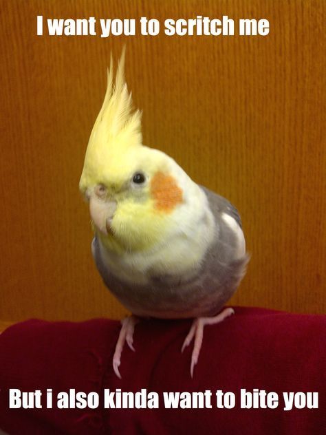 cockatielmeme.jpg
