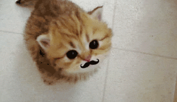 cat_mustache.gif