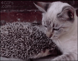 kittenandhedgehog.gif