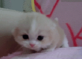 kittenismeowingadorable.gif