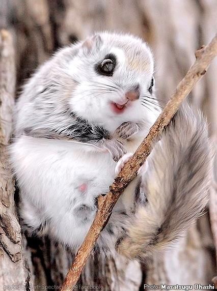 japanesepygmyflyingsquirrel2.jpg