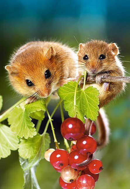 mice_cherries.jpg