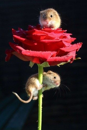 mice_rose.jpg