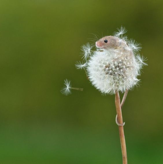 mouse_dandelion.jpg