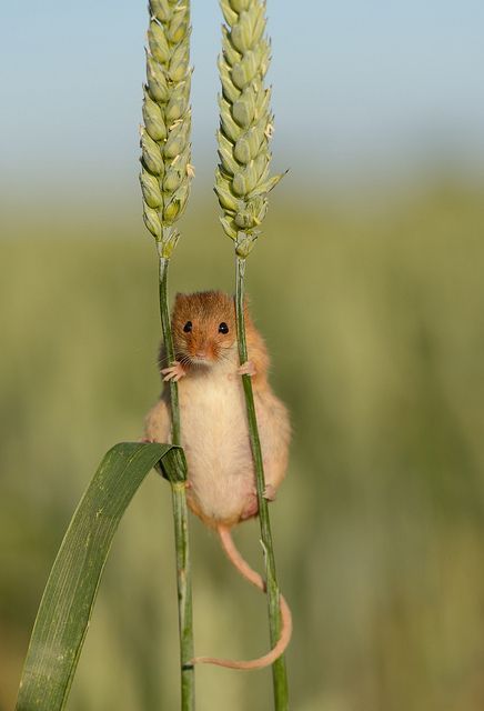 mouse_harvest_mouse.jpg