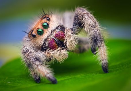 jumping-spider-female.jpg
