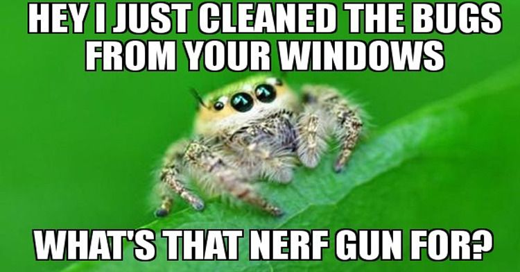 jumpingspider1.jpg
