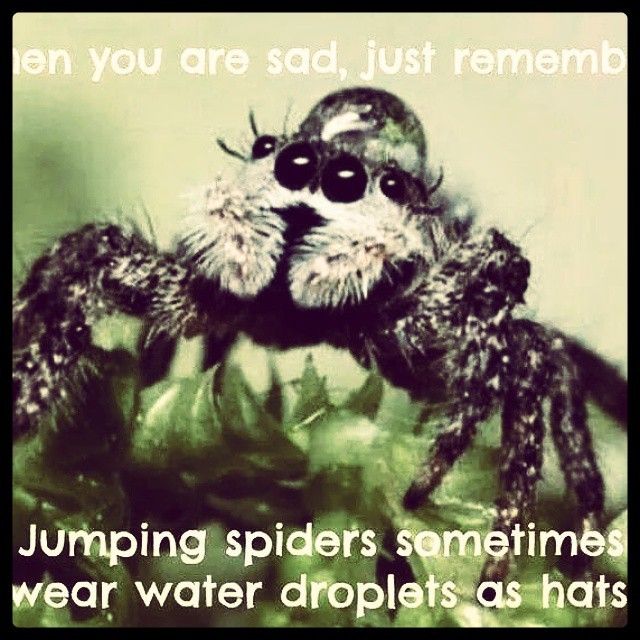 jumpingspider3.jpg