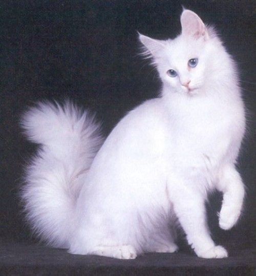 turkishangora1.jpg