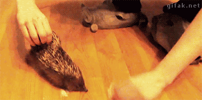 hedgehogteasing.gif