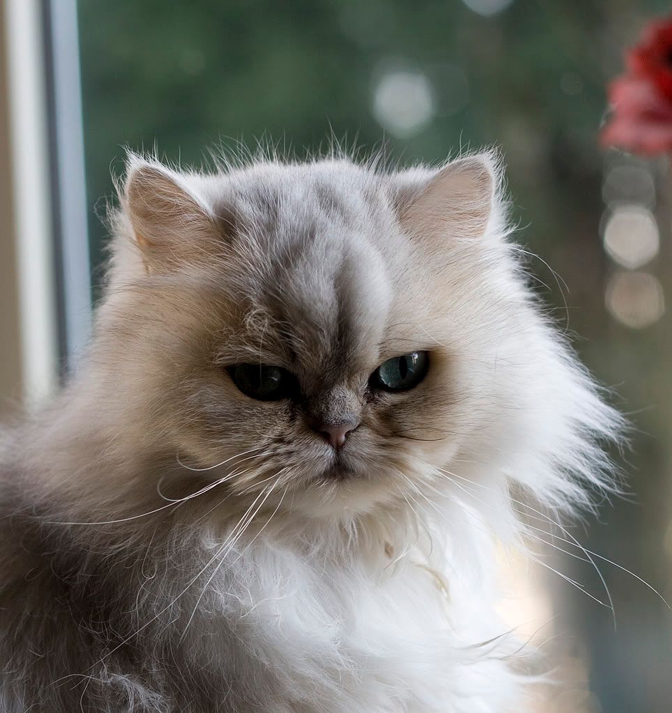 IMAGE: http://i125.photobucket.com/albums/p52/smacken32/rosie.jpg