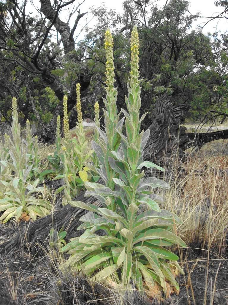 mullein.jpg