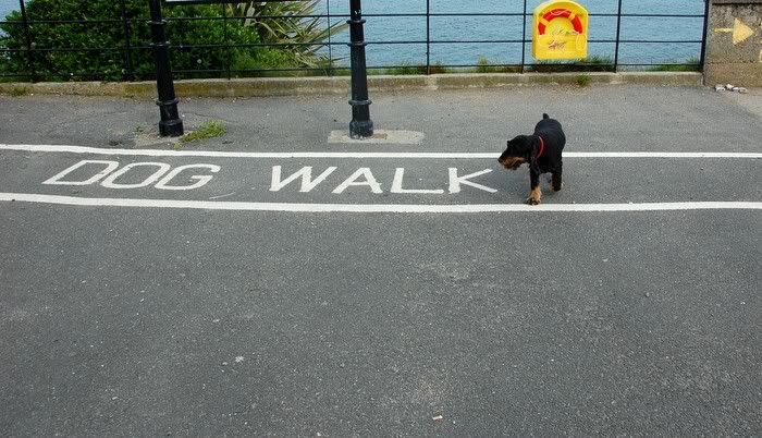 Dog
