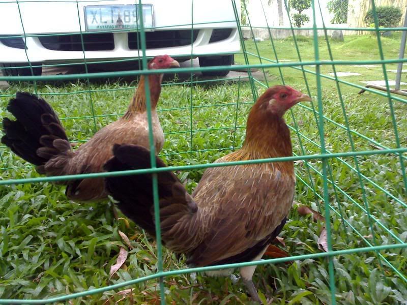 Nene+Abello+Game+Farm Nene Abello Game Farm http://www.sabong.net.ph/forum/showthread.php?t ...