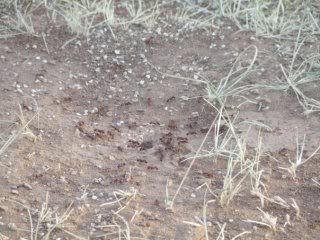 TX fire ant nest
